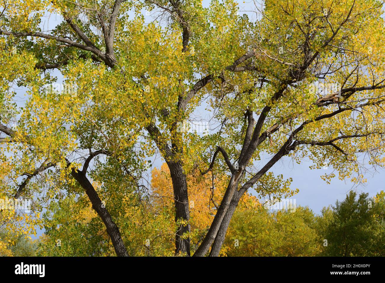 Golden yellowing leaves and thinning tree branch foliage on an autumn
