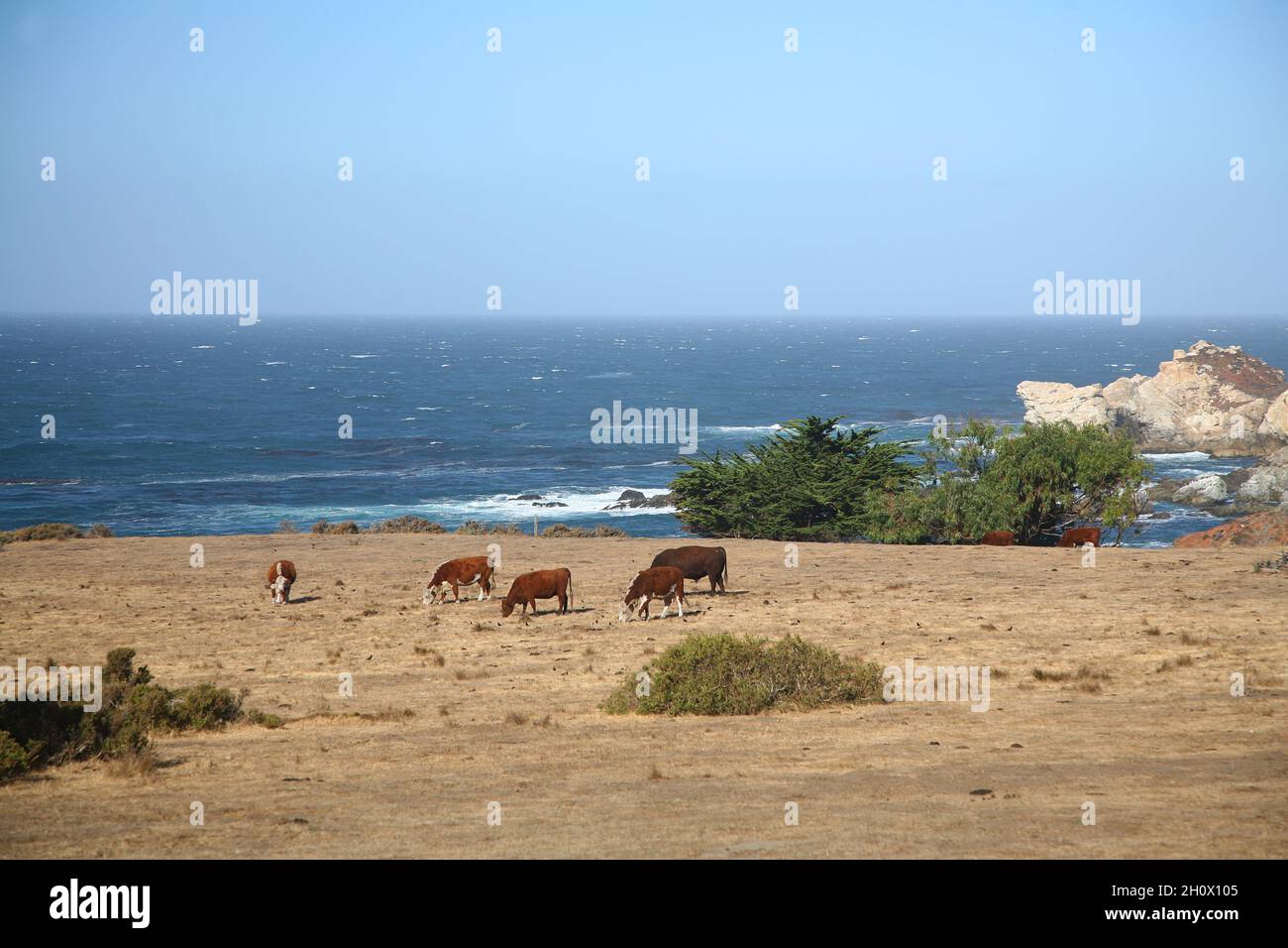 Cattle ranch along Hwy 1 in California Stock Photo