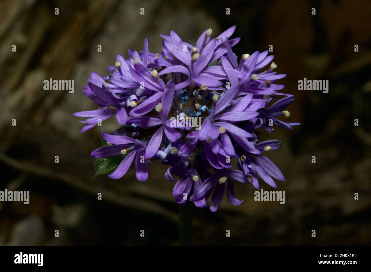 Blue Pincushion flowers (Brunonia Australis) are a common sight in Summer in the woodlands of Southern Australia, and light up the forest floor. Stock Photo