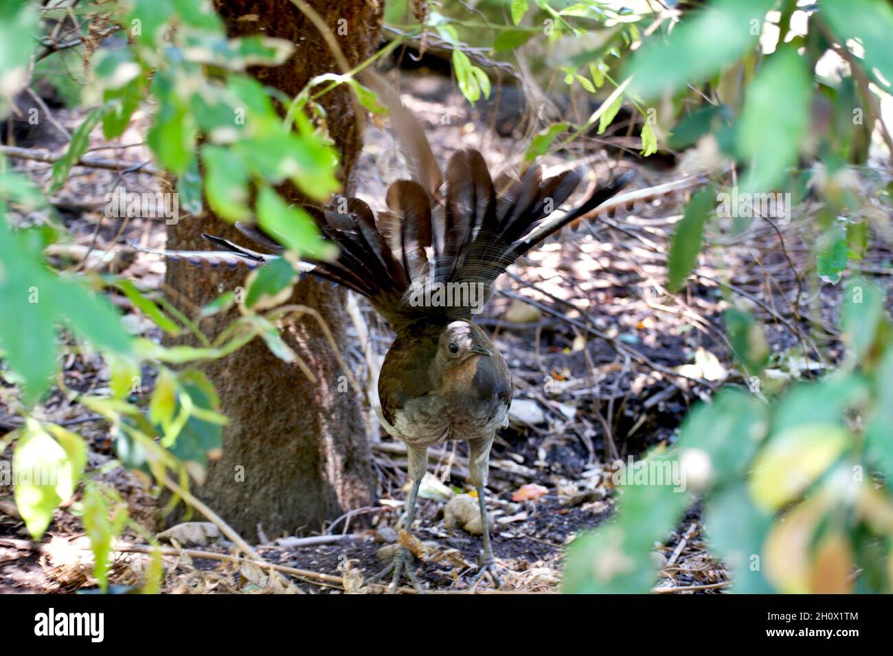 Shake that tail - this looks like a female Superb Lyrebird (Menura Novaehollandiae), but is actually a male, which has shed his mating display tail. Stock Photo