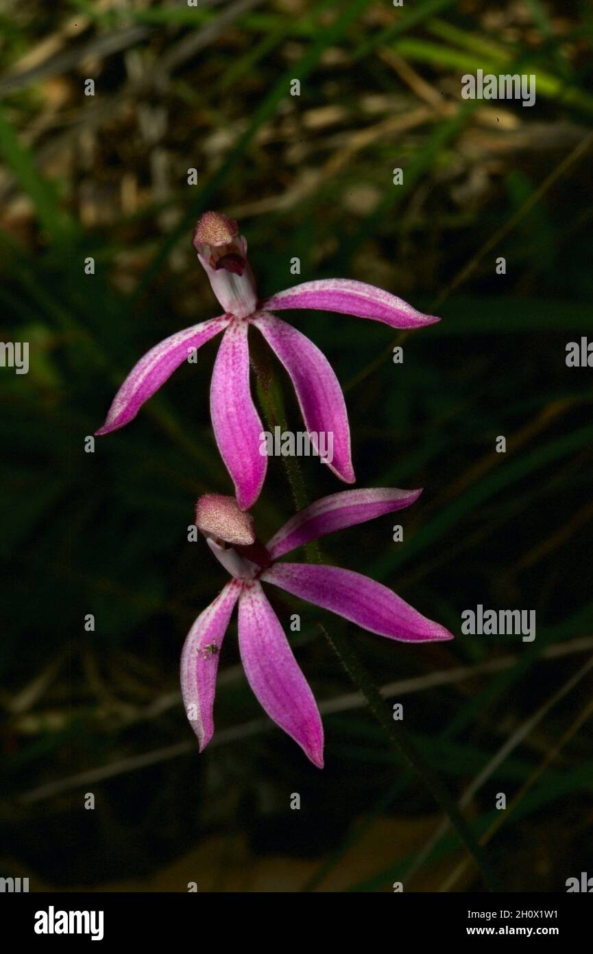 Not Pink Fingers - these are Black Tongue Caladenias (Caladenia Congesta), which are much smaller. Found at Baluk Willam Reserve in Belgrave South. Stock Photo