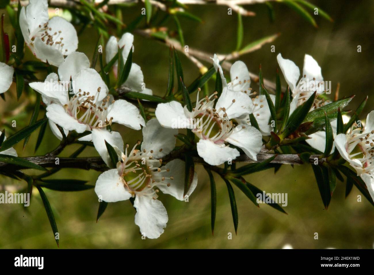 Prickly Tea Tree (Leptospermum Continentale) is pretty common in the woodlands of Southern Australia, but very pretty when in flower. Stock Photo