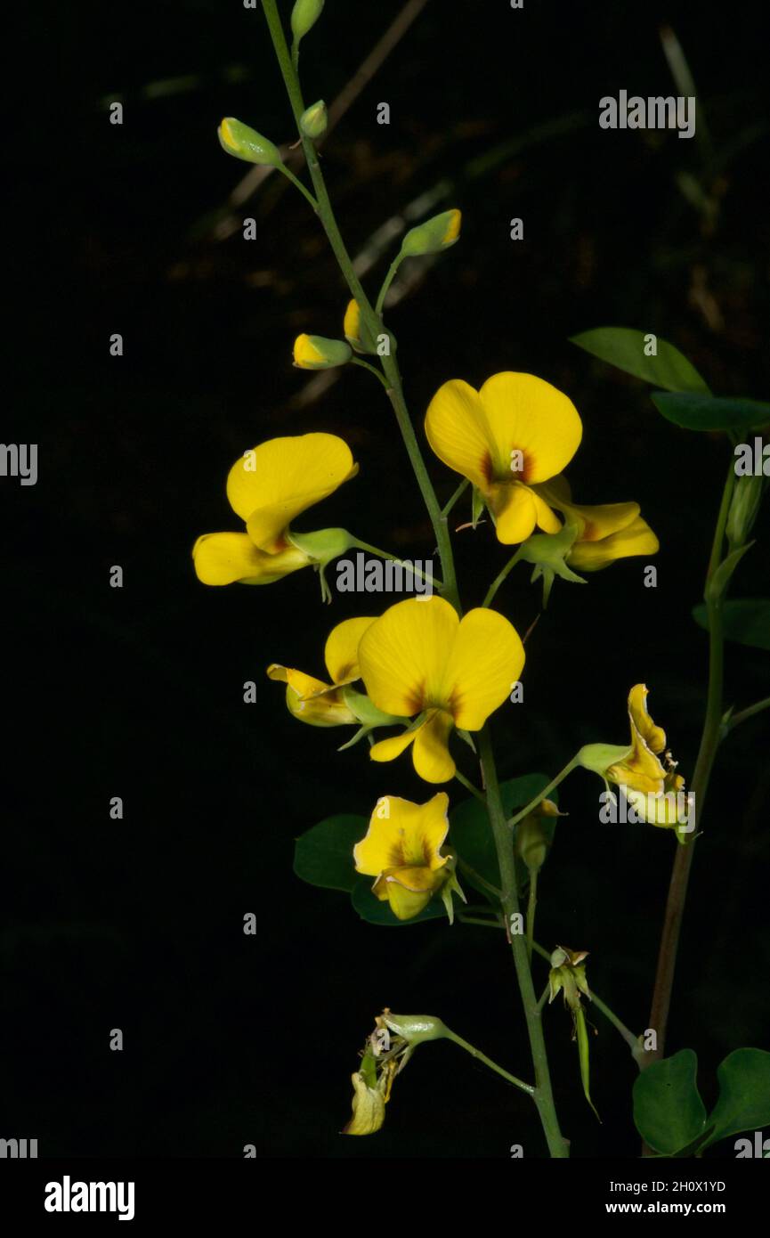The Pea family in Australia is huge, and often difficult to identify with certainty. This Rough Bush Pea (Pultenaea Scabra) had a council sign! Stock Photo