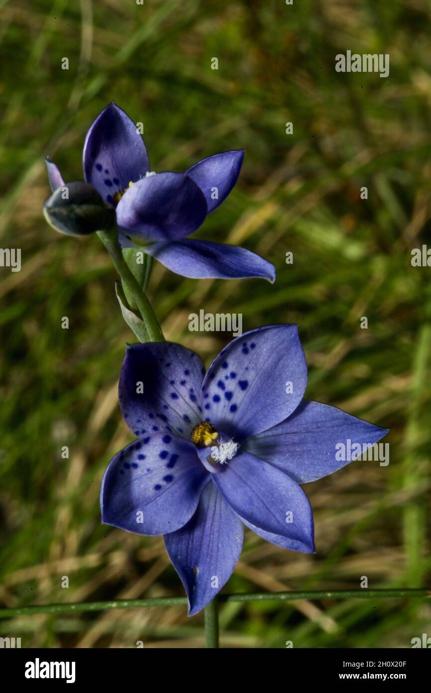 What a delight to see - a Spotted Sun Orchid (Thelymitra Ixioides) in full bloom. Found at Baluk Willam Reserve in Belgrave South, Victoria, Australia Stock Photo