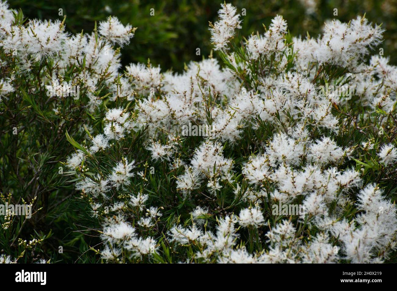 This Melaleuca Linarifolia is known as Snow In Summer. The fluffy white blossom covers the tree in 'snow'. Common street trees in Victoria, Australia. Stock Photo