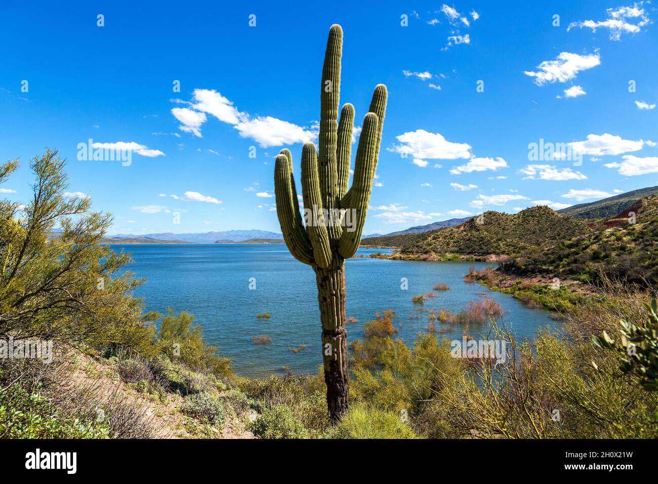 Saguaro Cactus and Water in Arizona Desert Landscape. Old saguaro cactus with multiple arms by Roosevelt Lake reservoir in Sonoran Desert of Arizona. Stock Photo