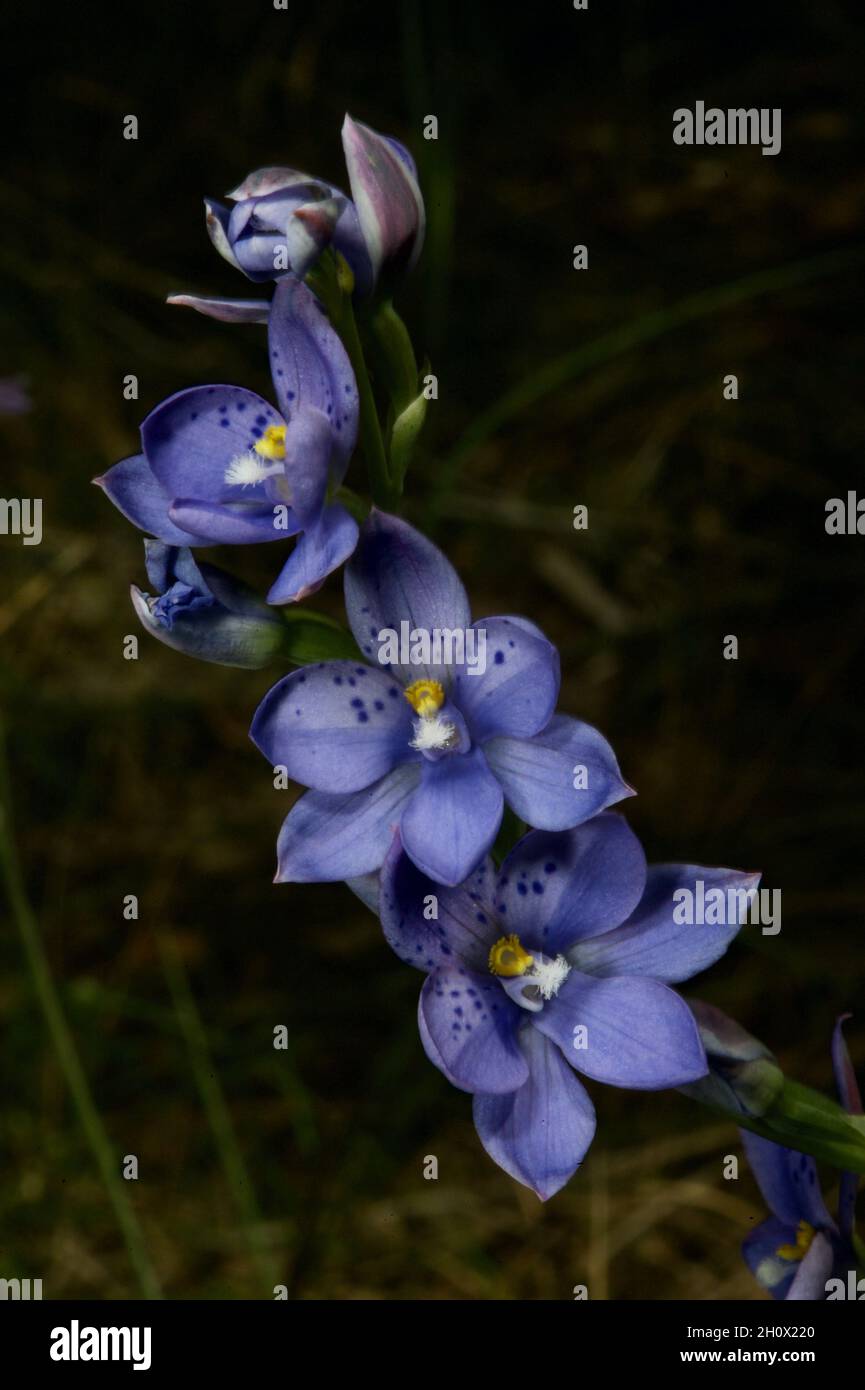 Spotted Sun Orchids (Thelymitra Ixioides) often have several flowers on one stem - which makes a very pretty picture at Baluk Willam Reserve. Stock Photo