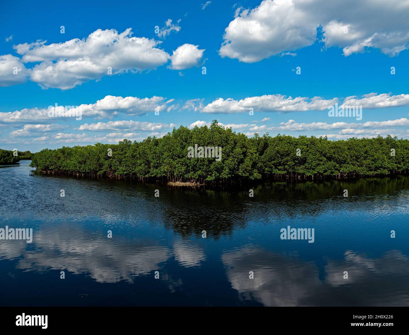 Mangrove Forest in Upper Tampa Bay Park, Florida Stock Photo