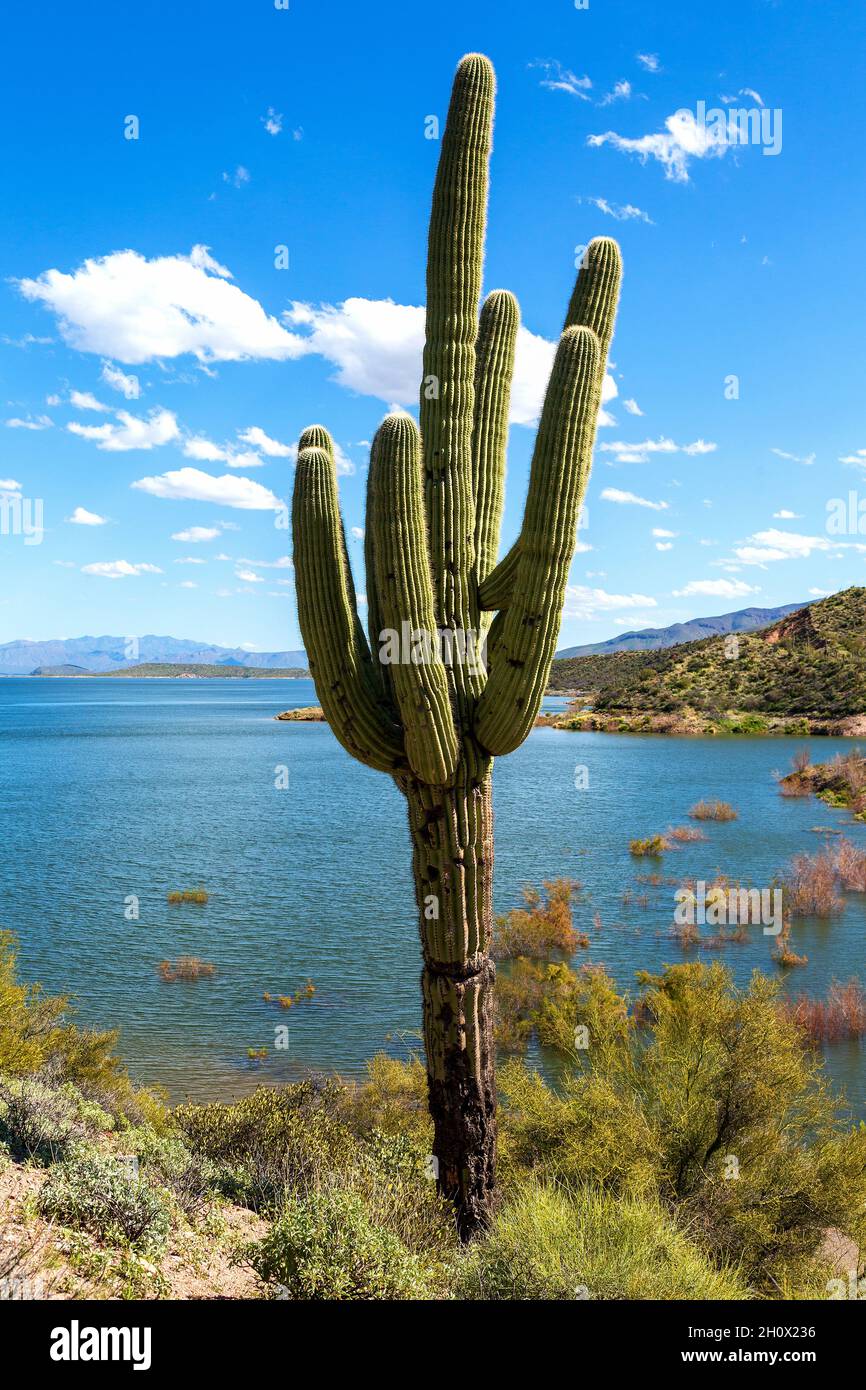 Saguaro Cactus by Arizona Desert Lake. Cactus and Water in Sonoran Desert of Arizona. Saguaro with multiple arms by Roosevelt Lake in Sonoran Desert. Stock Photo