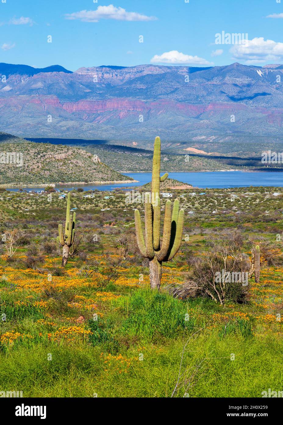 Saguaro Cacti and Wildflowers by Arizona Desert Lake in the Spring. Saguaros surrounded by field of California poppies by Roosevelt Lake reservoir. Stock Photo