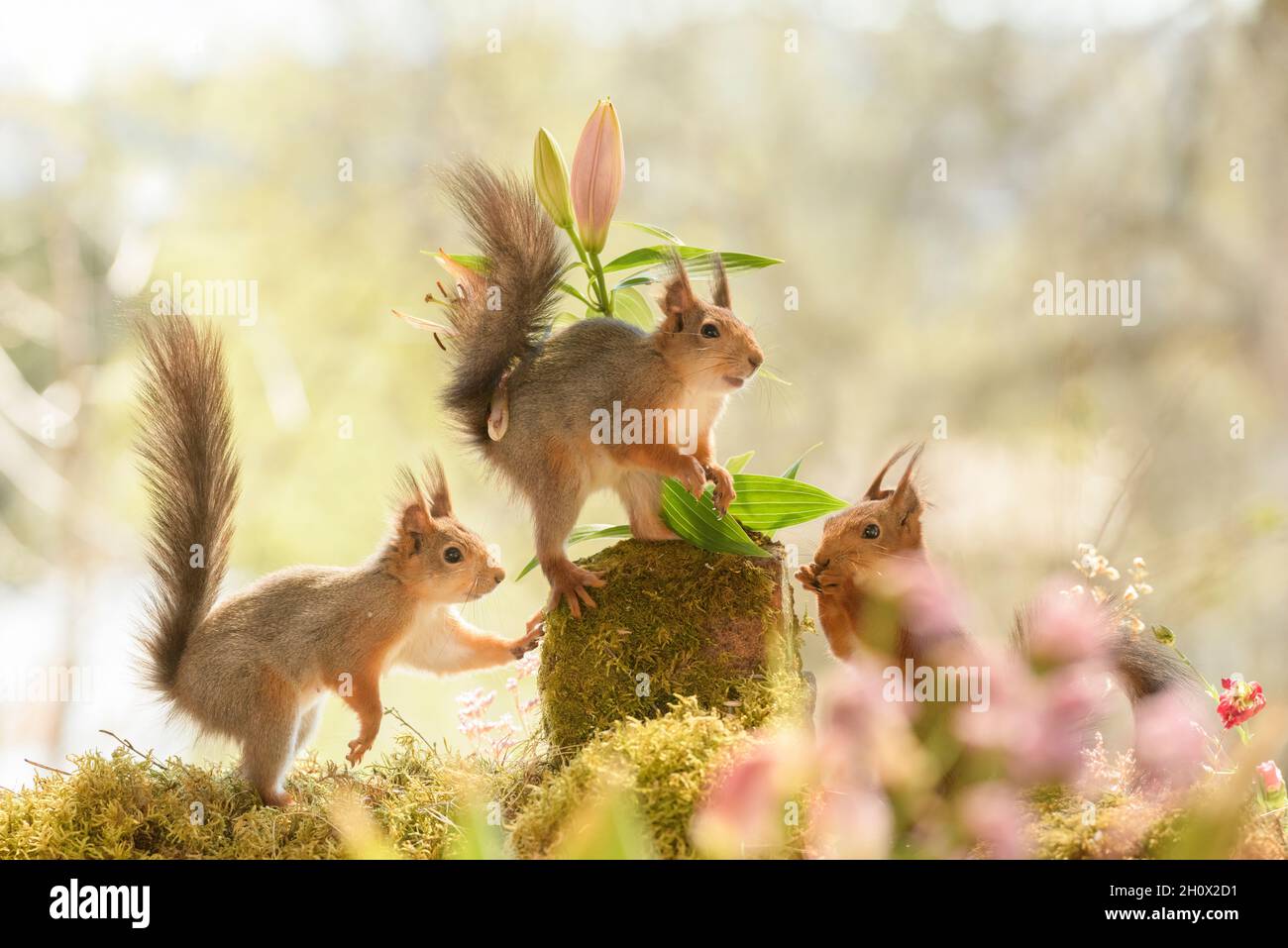 red squirrels are standing between lily flowers Stock Photo