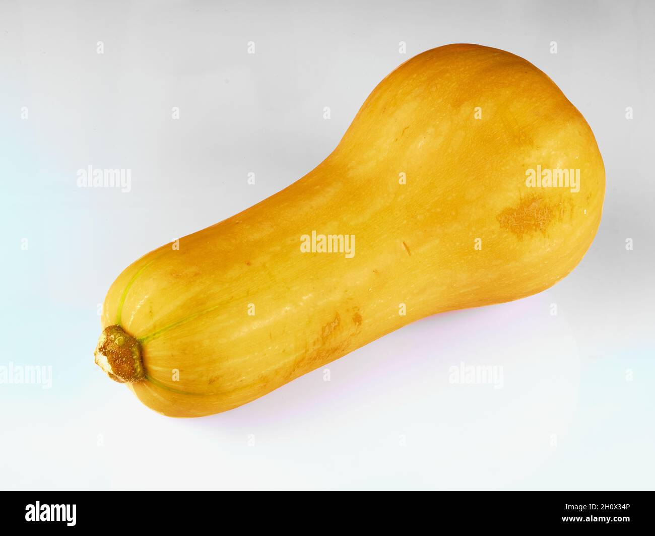 Butternut squash isolated on white background Stock Photo