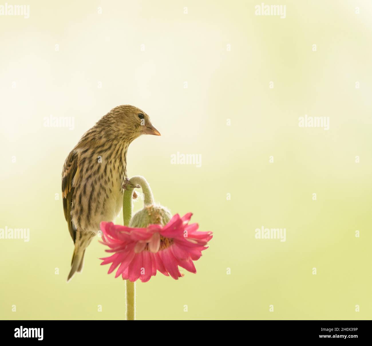 siskin is standing on an red daisy Stock Photo