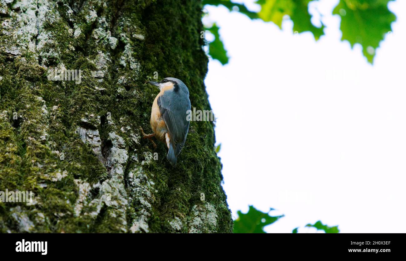 Close up of a bird in forest Stock Photo