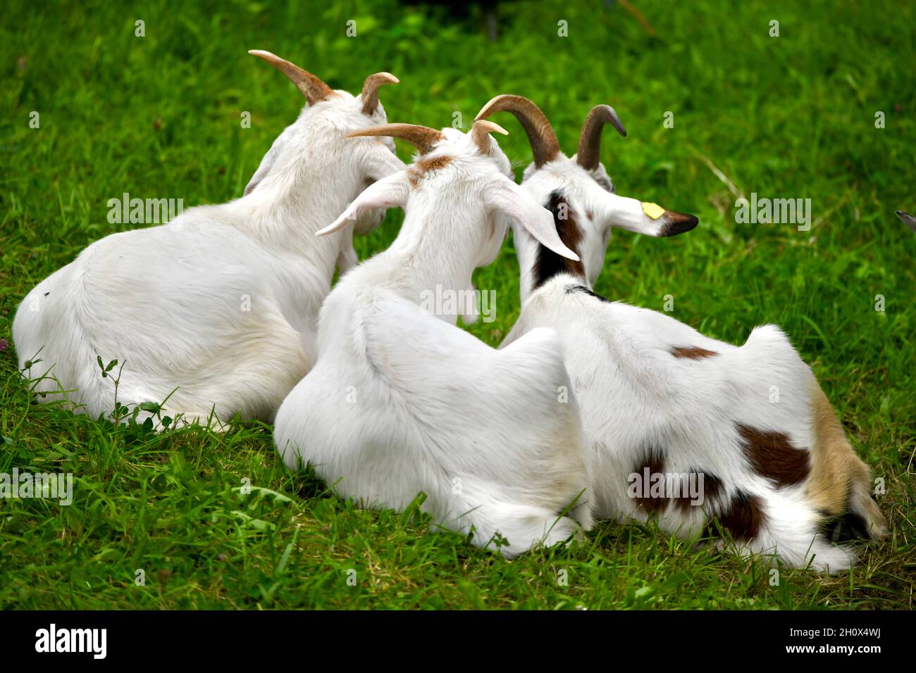 drei Ziegen auf der Weide beim Wiederkäuen Stock Photo