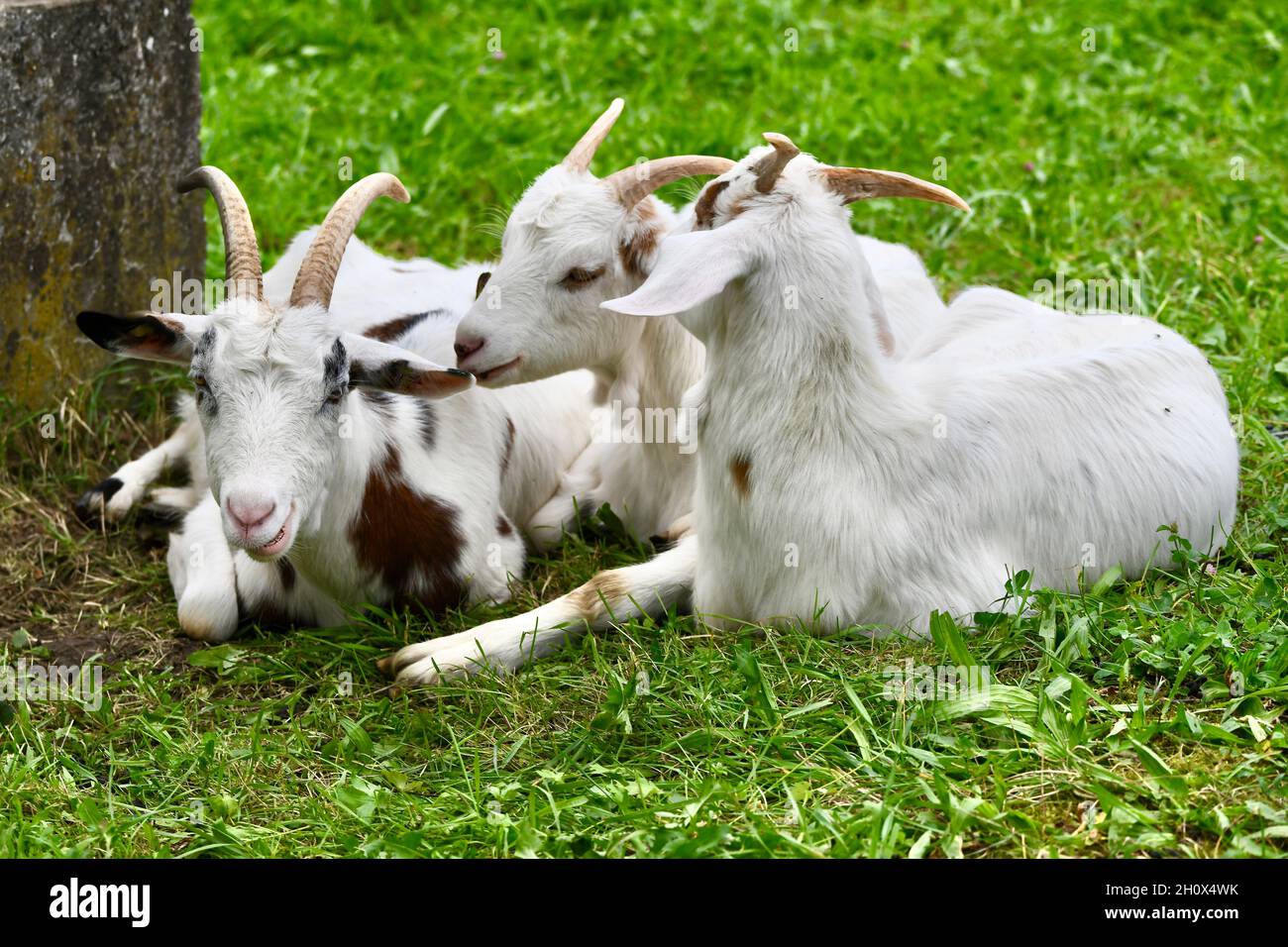 drei Ziegen auf der Weide beim Wiederkäuen Stock Photo