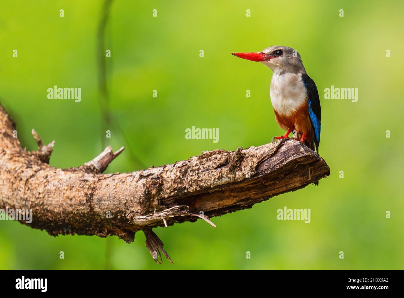 Grey-headed Kingfisher - Halcyon leucocephala, beautiful colored kingfisher from African rivers and lakes, Queen Elizabeth National Park, Uganda. Stock Photo