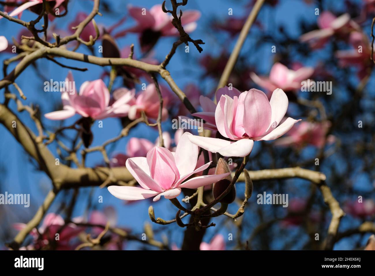 Magnolia campbellii, or Campbell's magnolia. Pink flowers in late winter/early spring Stock Photo