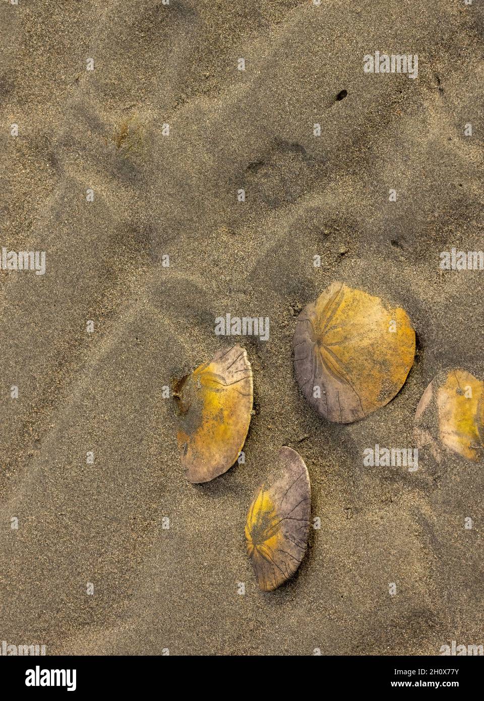 Sand dollars - Oyster Bay, Vancouver Island, British Columbia, Canada Stock Photo