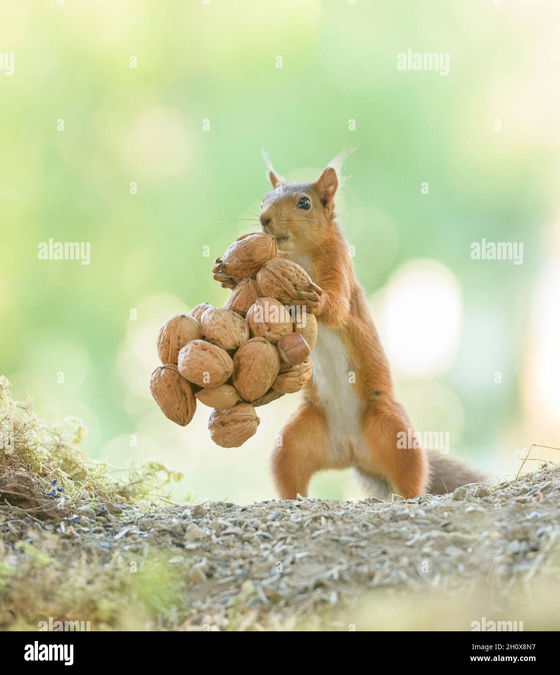 young red squirrel is carrying a bunch of walnuts Stock Photo Alamy