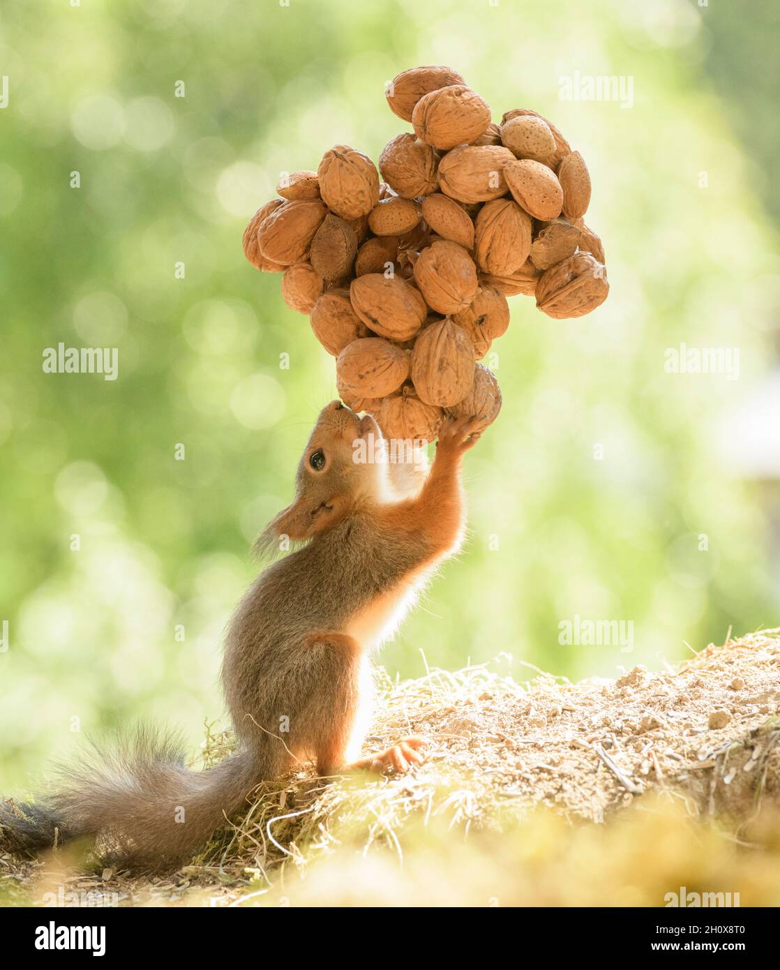 young red squirrel is carrying an bunch of walnuts Stock Photo Alamy