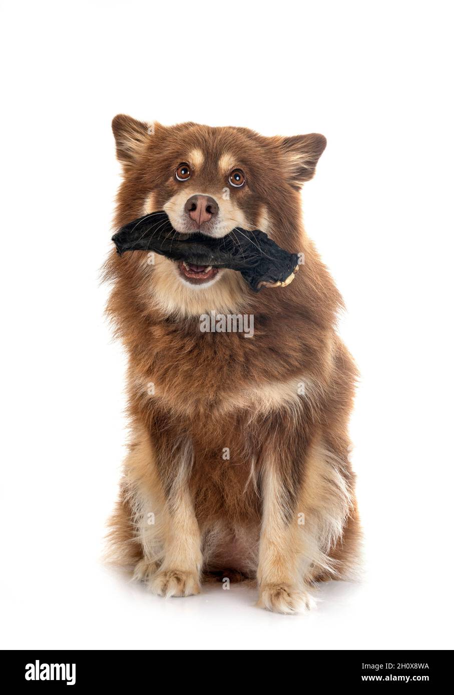 Finnish Lapphund in front of white background Stock Photo - Alamy