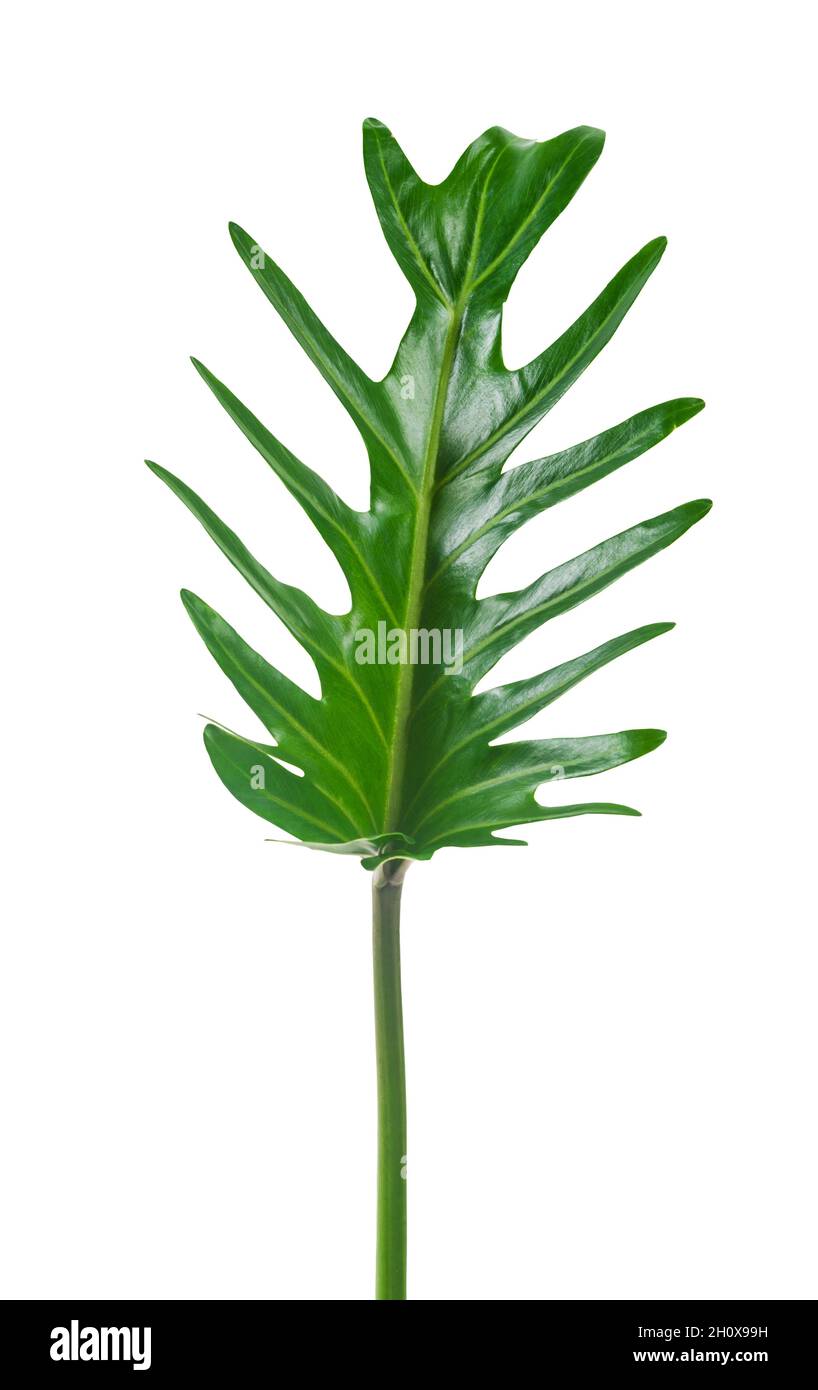 Philodendron xanadu Croat green leaf exotic shapes isolated on white  backgrounds, include clipping path Stock Photo - Alamy