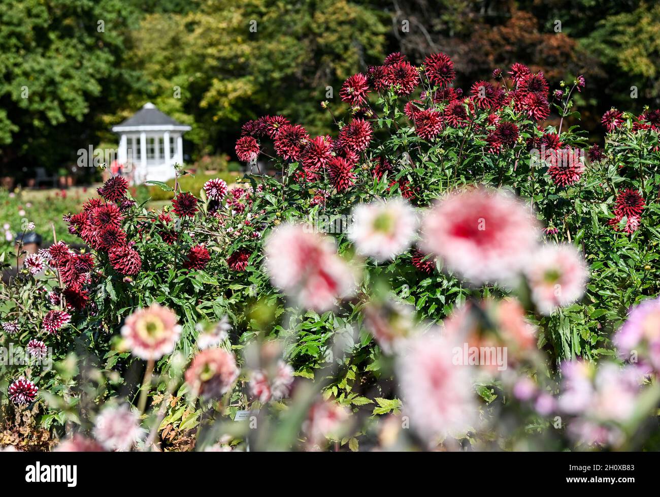 Berlin, Germany. 13th Oct, 2021. Over 7000 dahlias in 270 varieties are