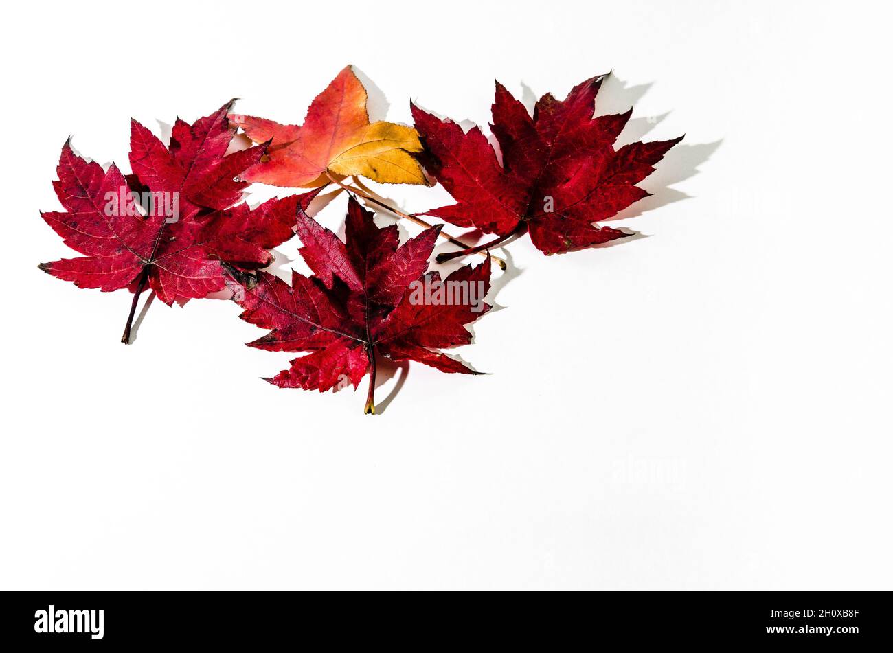Autumn dry leaf fallen from tree on white background Stock Photo - Alamy