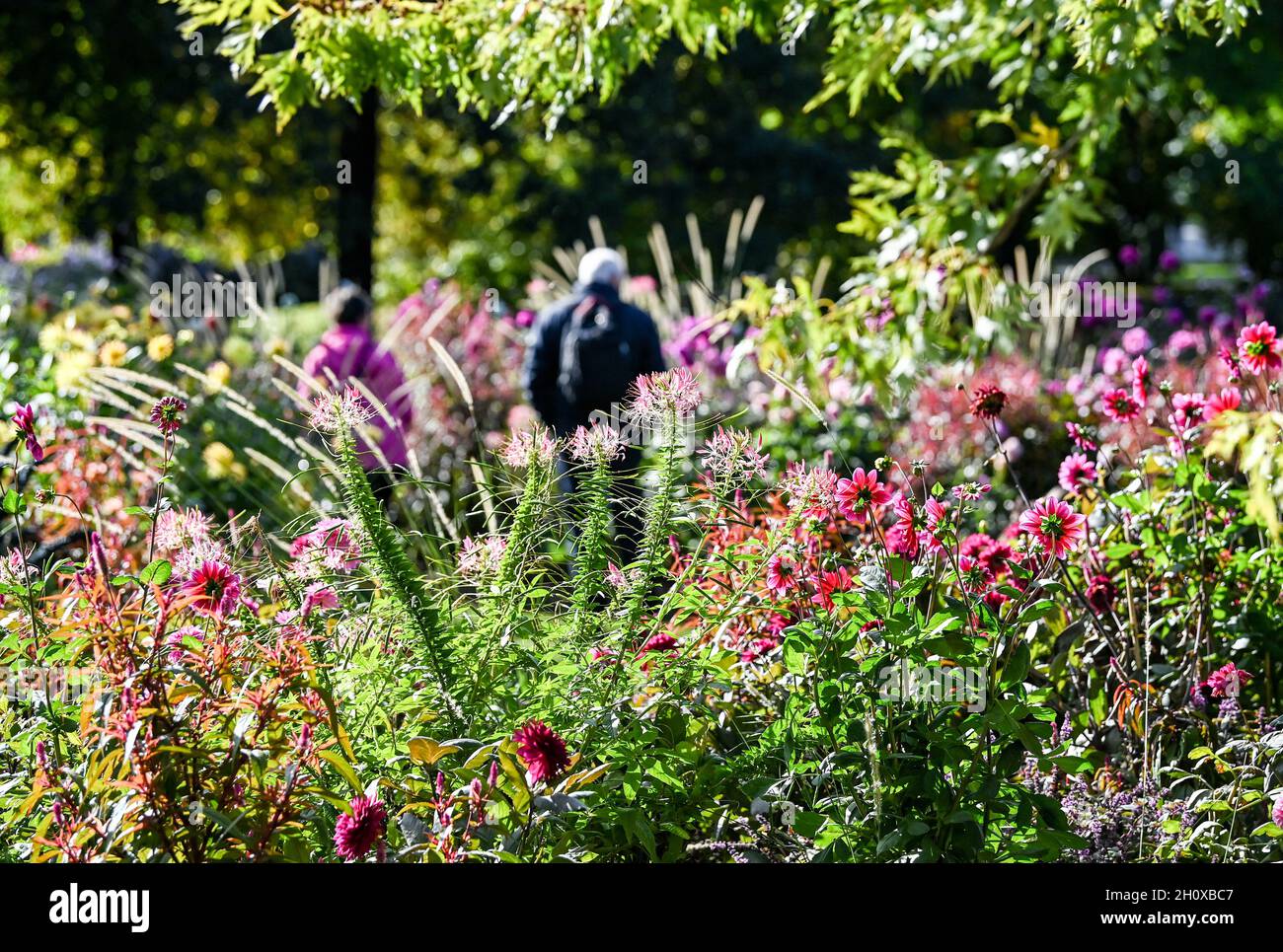 Berlin, Germany. 13th Oct, 2021. Over 7000 dahlias in 270 varieties are