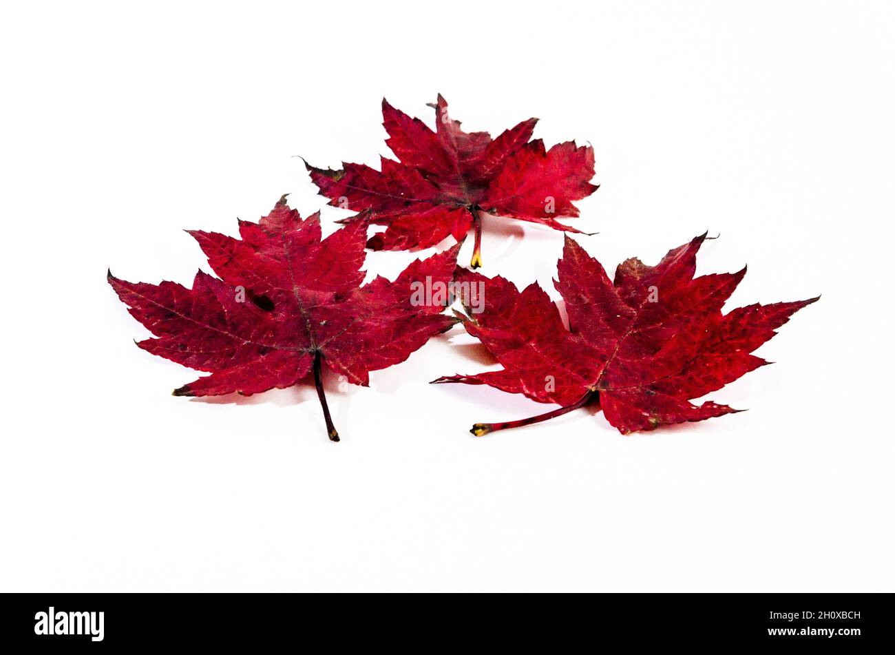 Autumn dry leaf fallen from tree on white background Stock Photo - Alamy