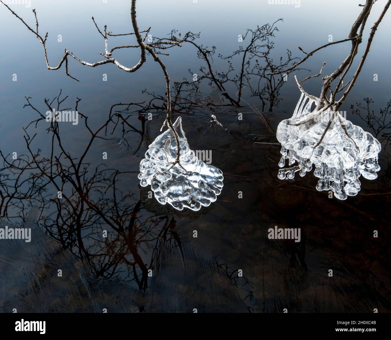 Ice on tree branches Stock Photo