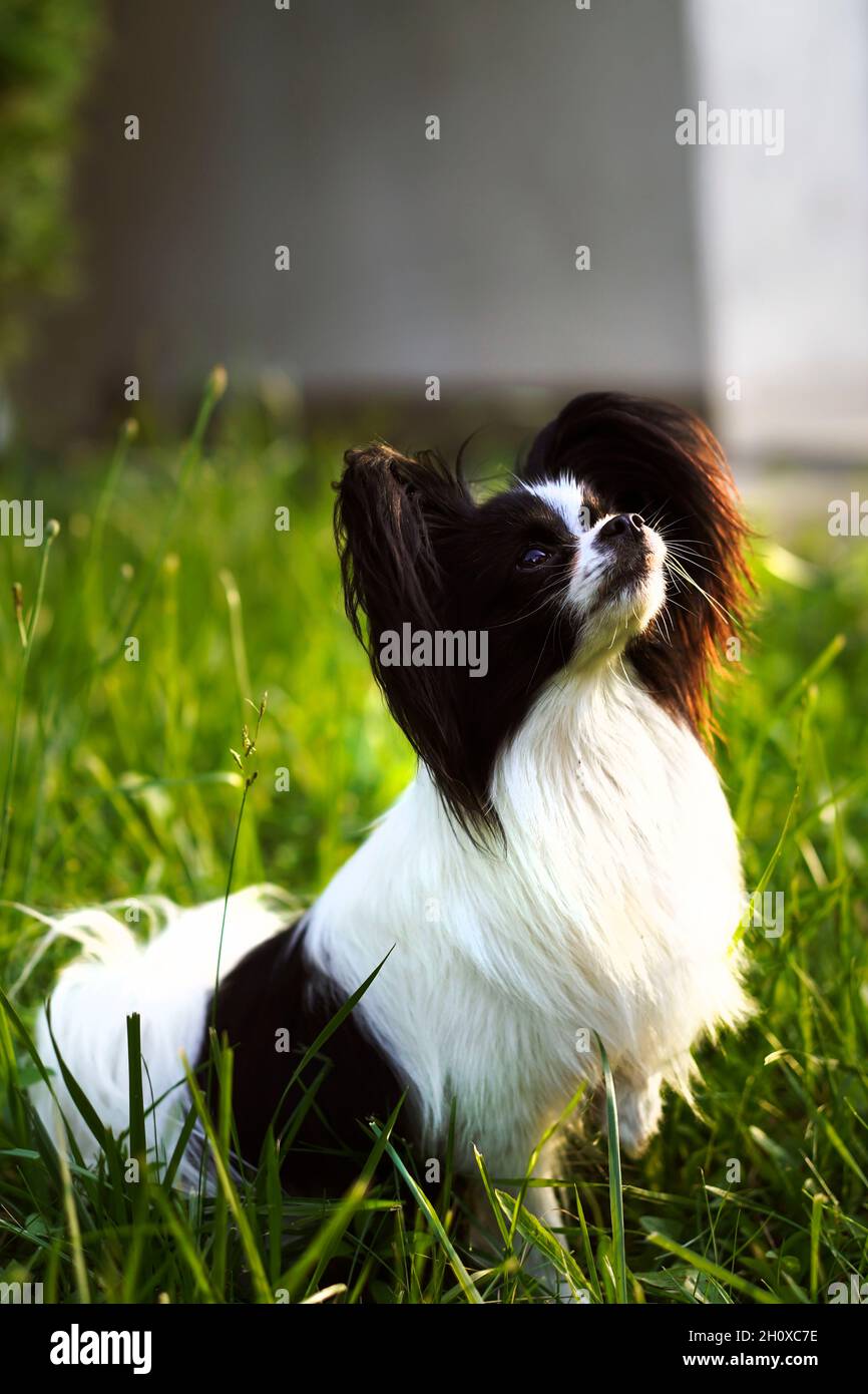 The Papillon Dog, the Continental Toy Spaniel.  Pet animals. Purebred dog.  Sunset. Copy space. Stock Photo