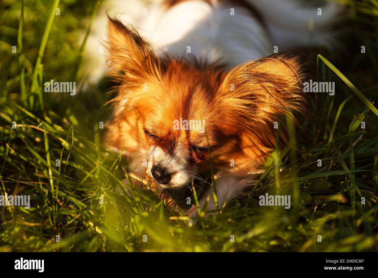 The Papillon Dog, the Continental Toy Spaniel.  Pet animals. Purebred dog.  Sunset. Copy space. Stock Photo