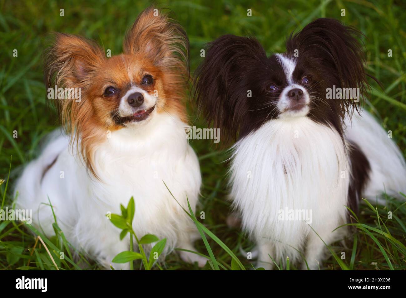 Portrait Of A Purebred Papillon Dog Sitting In A Field Stock Photo, Picture  And Royalty Free Image