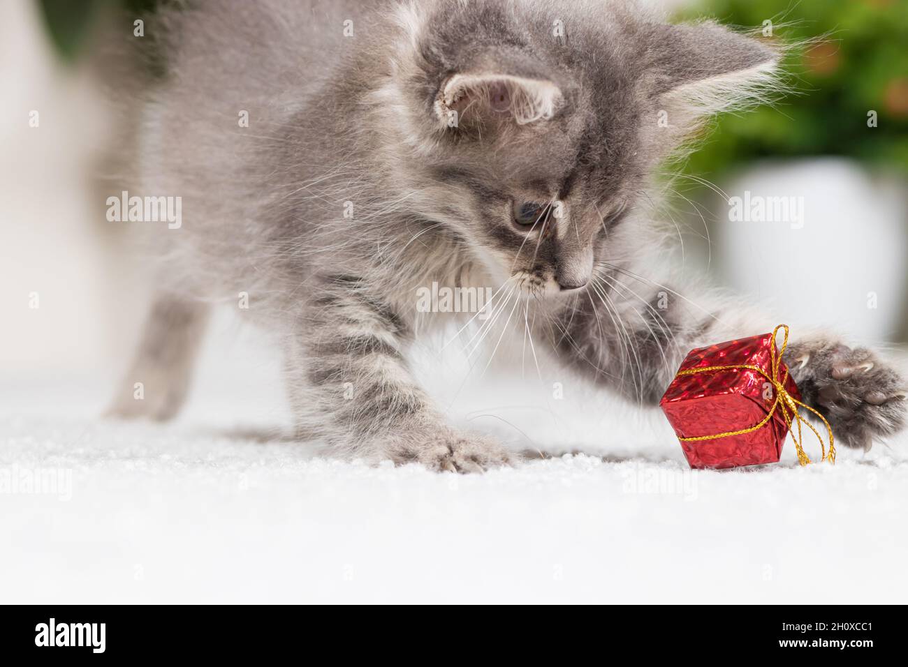 A fluffy gray kitten plays with a gift box on a gray background at home. Toys and goods for animals, pet shop. Stock Photo