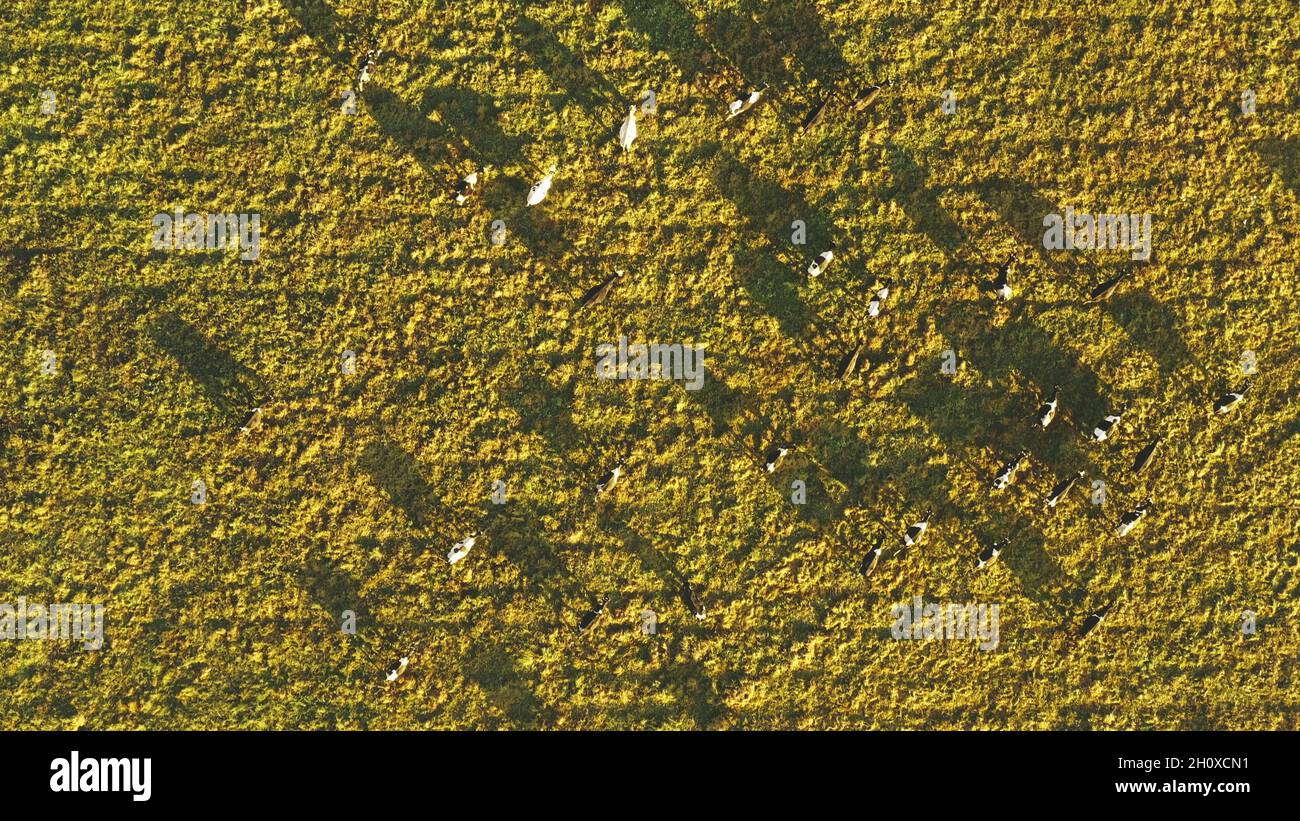 Aerial View Of Cattle Of Cows Grazing In Meadows Pasture. Summer Green ...
