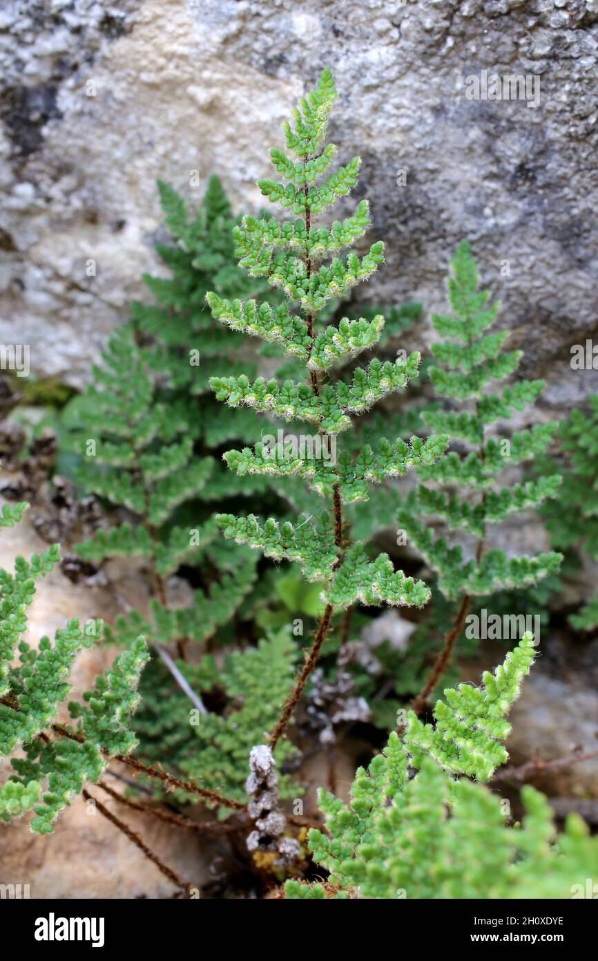 Cheilanthes persica, Allosorus persicus, Pteridaceae. Wild plant shot in summer. Stock Photo