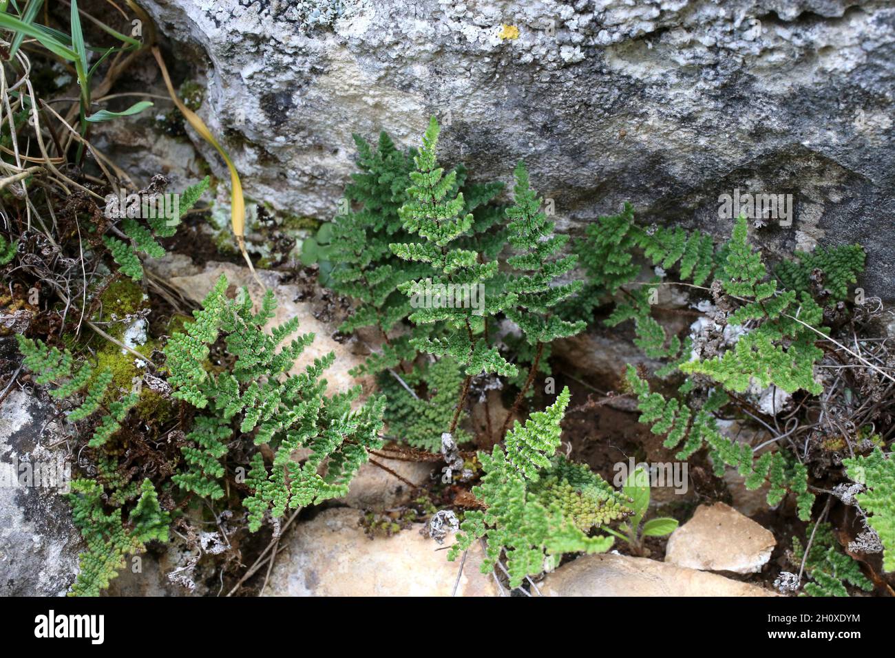 Cheilanthes persica, Allosorus persicus, Pteridaceae. Wild plant shot in summer. Stock Photo