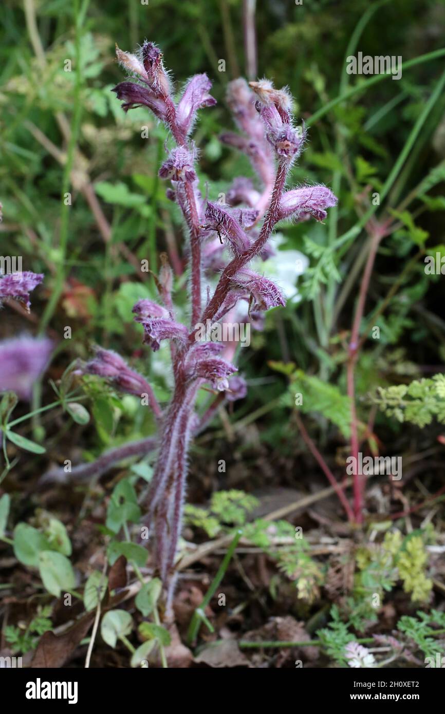 Orobanche pubescens, Orobanchaceae. Wild plant shot in summer. Stock Photo