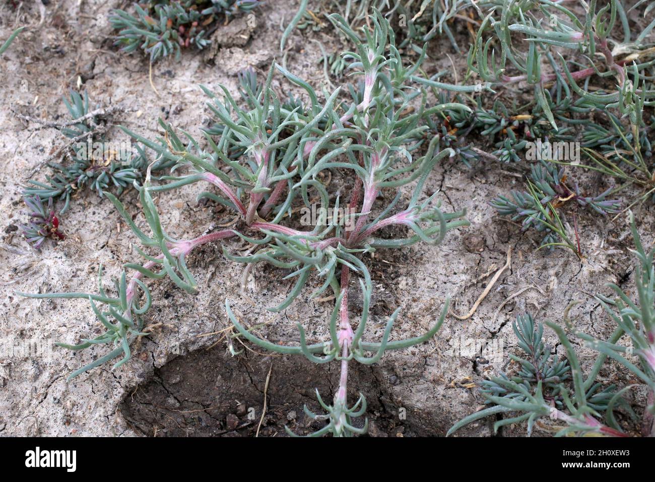 Petrosimonia brachiata, Chenopodiaceae. Wild plant shot in summer. Stock Photo