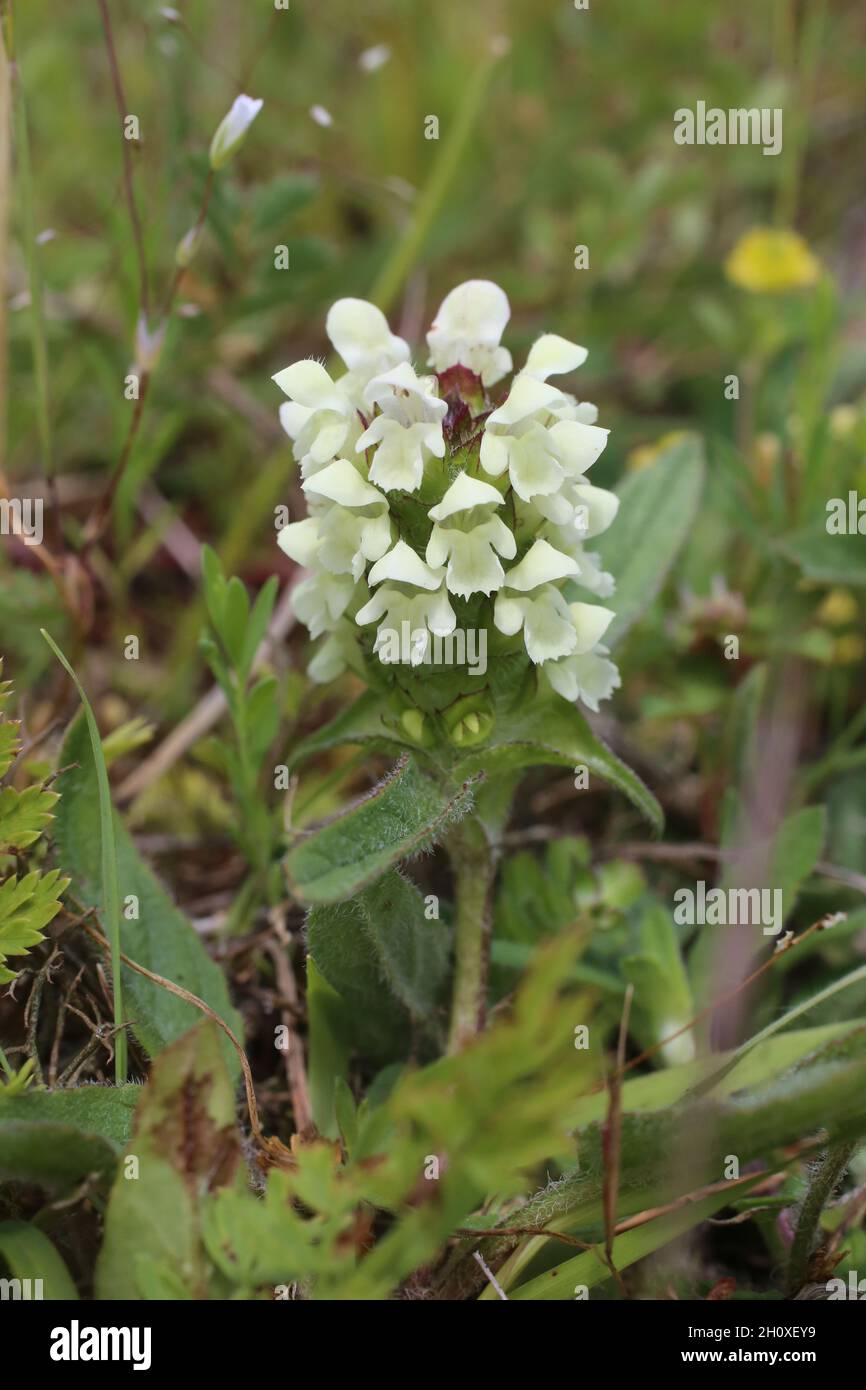 Prunella laciniata, Lamiaceae. Wild plant shot in summer. Stock Photo