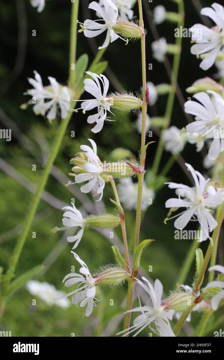 Silene dichotoma, Caryophyllaceae. Wild plant shot in summer. Stock Photo