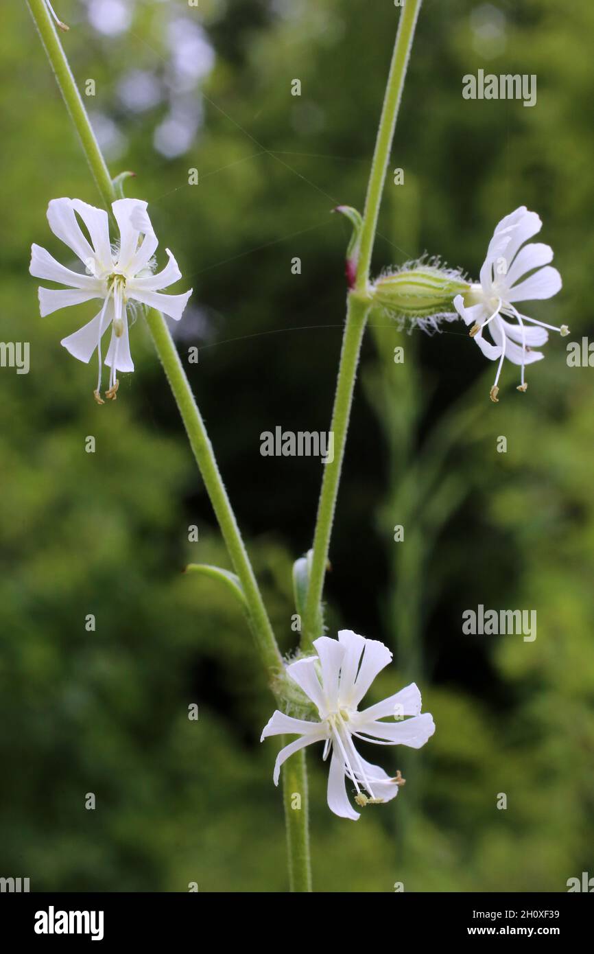 Silene dichotoma, Caryophyllaceae. Wild plant shot in summer. Stock Photo