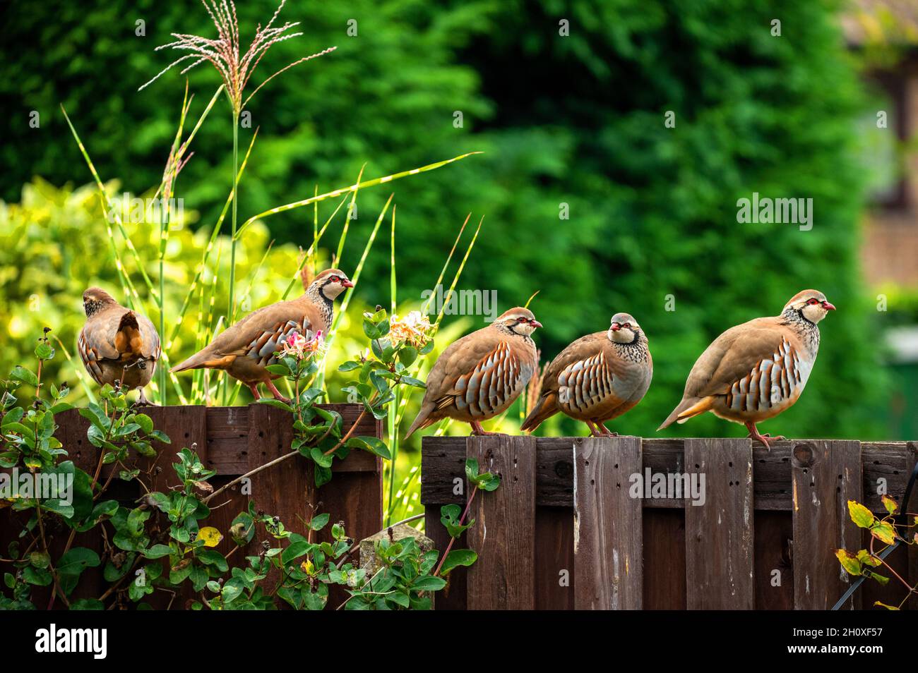 Red Legged Partridge in a garden setting Stock Photo