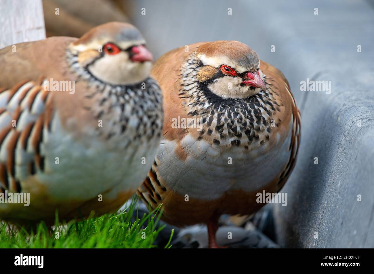 Red Legged Partridge in a garden setting Stock Photo
