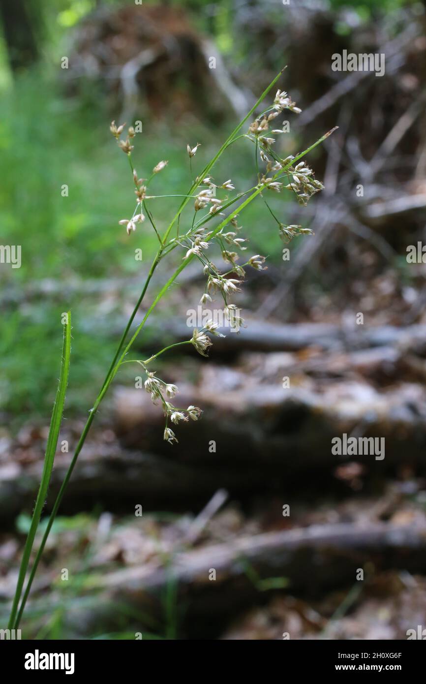 Luzula luzuloides, Juncaceae. Wild plant shot in summer. Stock Photo