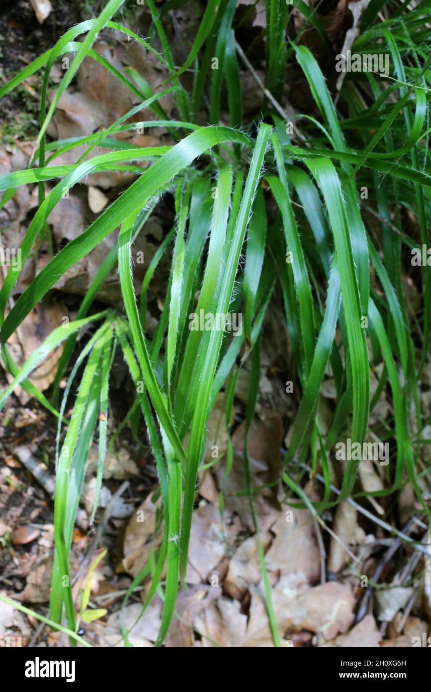 Luzula luzuloides, Juncaceae. Wild plant shot in summer. Stock Photo