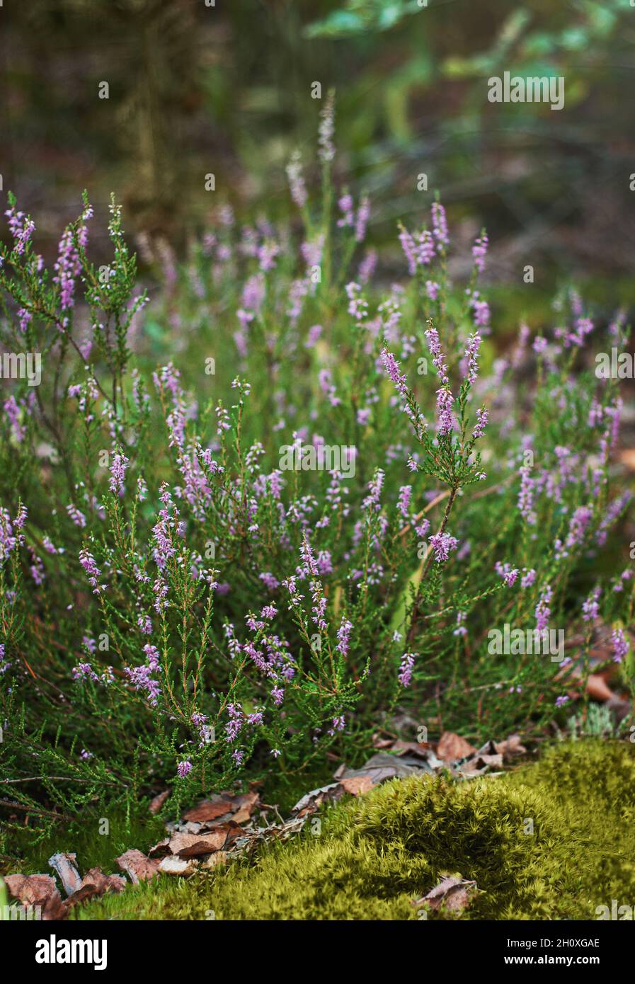 Forest heather, bush of lilac flowers, delicate, beautiful inflorescences Stock Photo