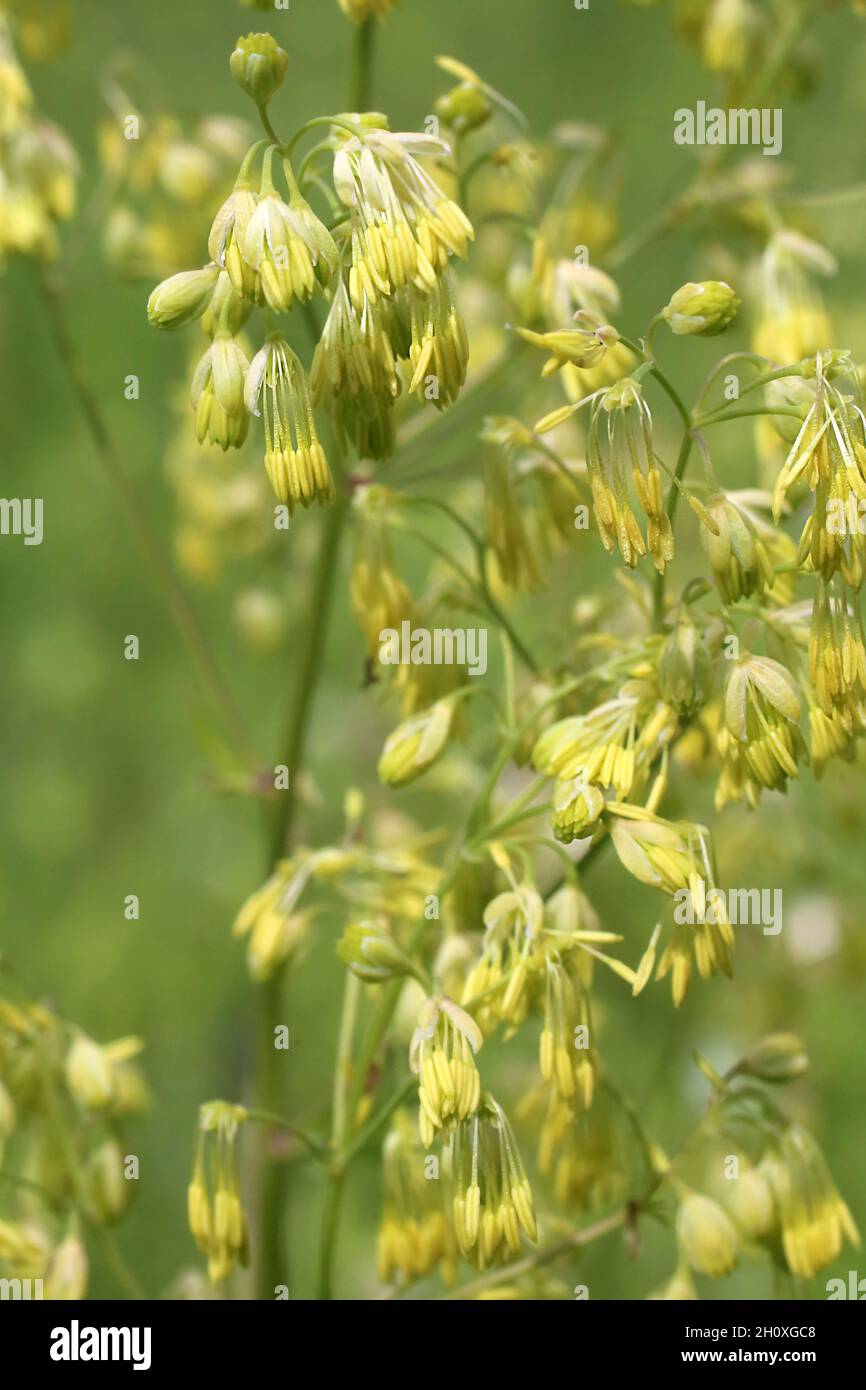 Thalictrum minus, Ranunculaceae. Wild plant shot in summer. Stock Photo